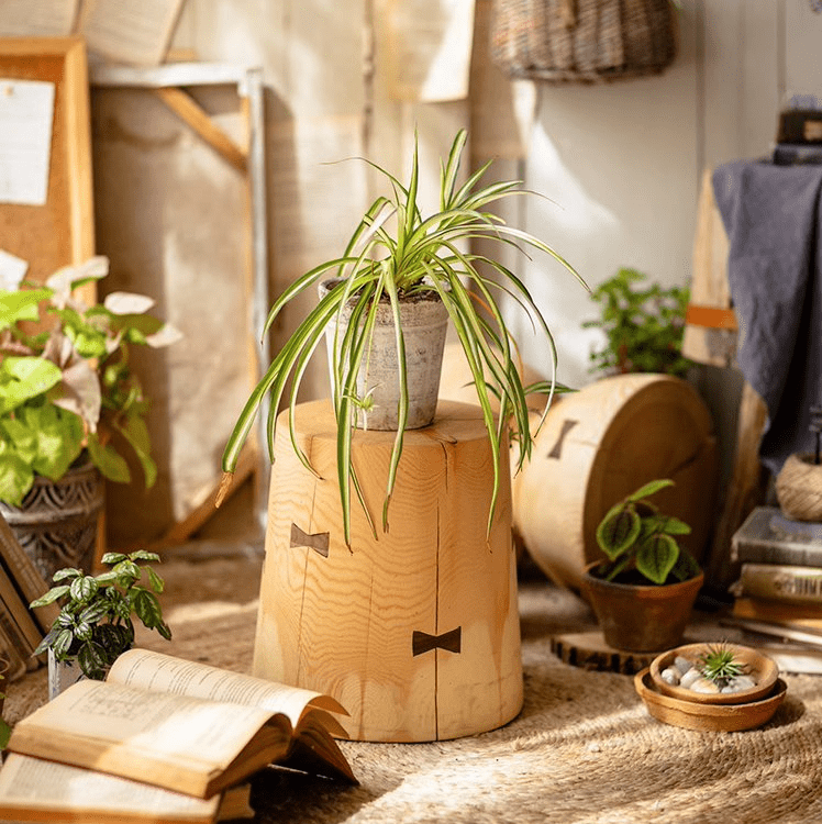 Solid Wood Natural End Table RusticReach with a stump-style base and a potted plant on top on Tampa Home & Garden Store