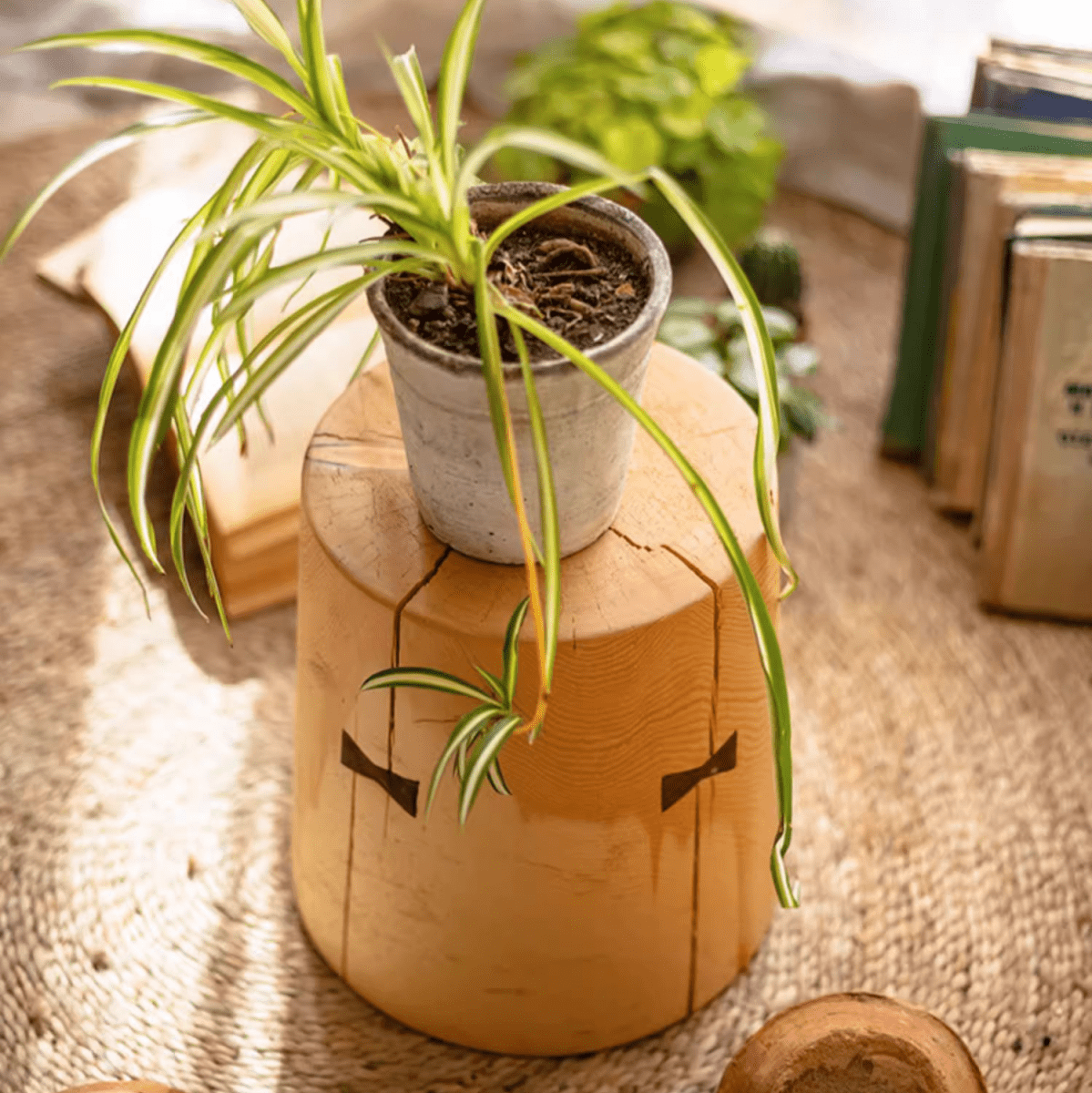 Solid Wood Natural End Table by RusticReach, round crackled wood with a potted plant on top on Tampa Home & Garden Store