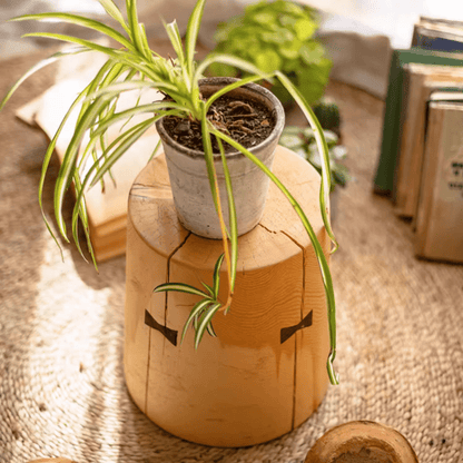Solid Wood Natural End Table by RusticReach, round crackled wood with a potted plant on top on Tampa Home & Garden Store