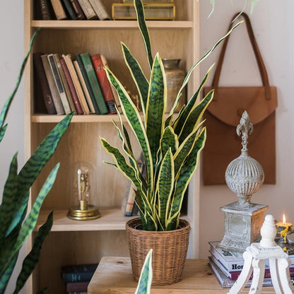Faux snake plant in woven basket with yellow-edged leaves RusticReach artificial plant on Tampa Home & Garden Store