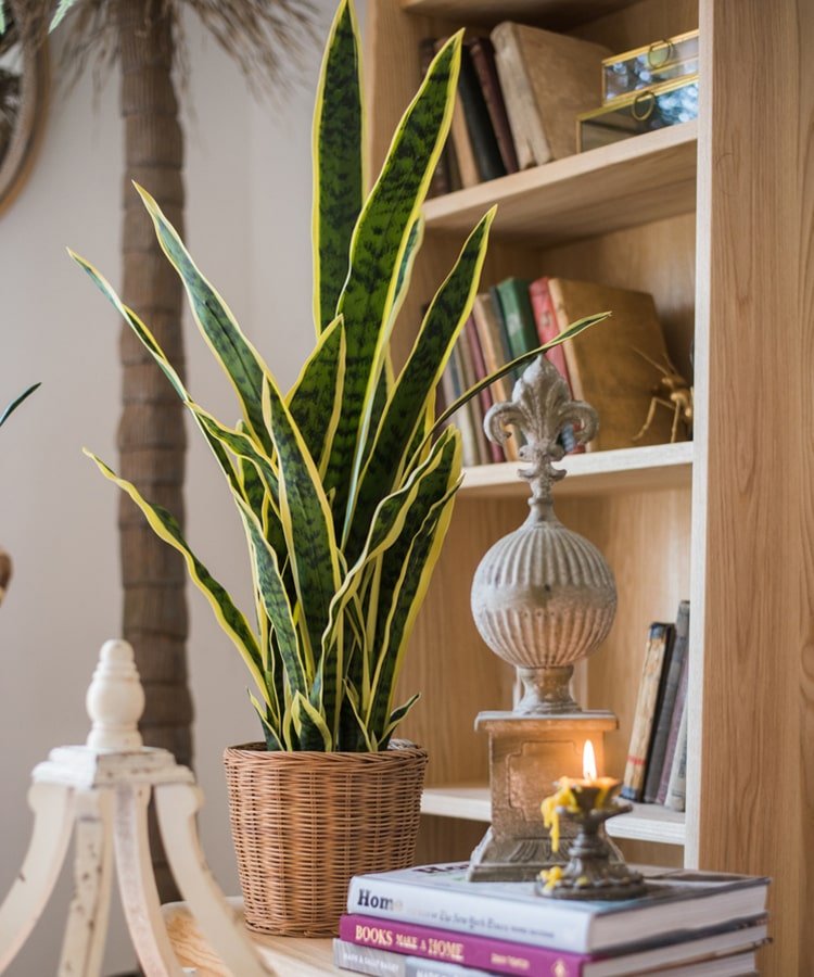 Faux snake plant in wicker pot with yellow-edged leaves, RusticReach artificial plant on Tampa Home & Garden Store