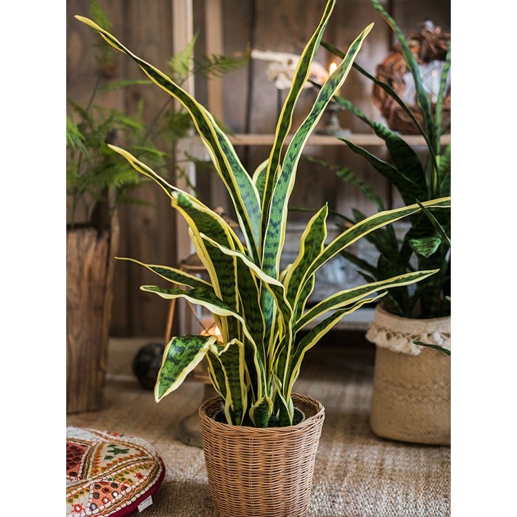 Faux snake plant in wicker pot with yellow-edged leaves RusticReach on Tampa Home & Garden Store