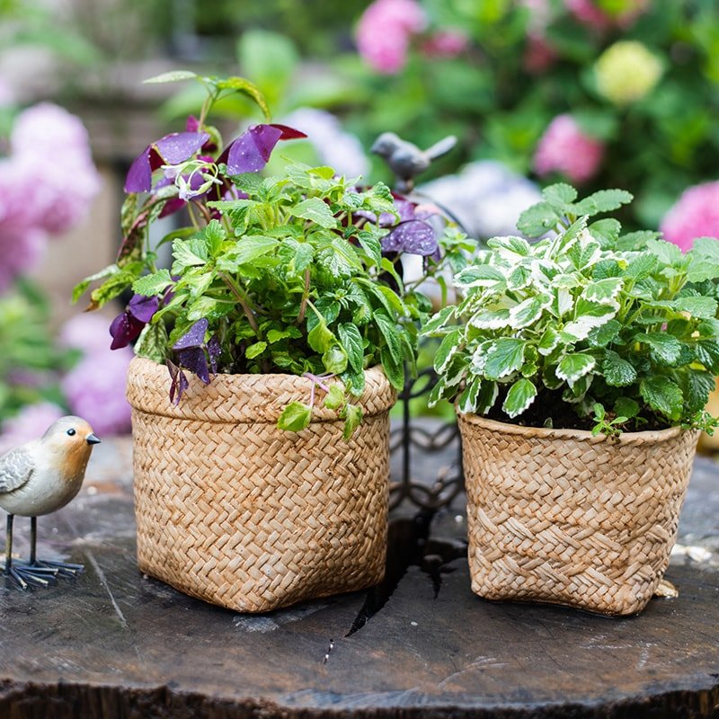 RusticReach Straw Basket Style Concrete Planter set of 2 with woven texture and green foliage on Tampa Home & Garden Store