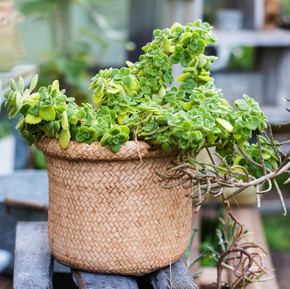 Straw Basket Style Planter with green succulents, RusticReach on Tampa Home & Garden Store