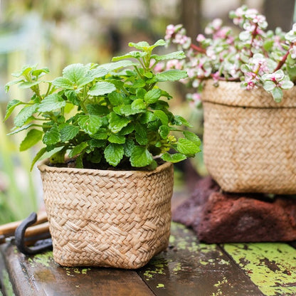 Straw basket style concrete planter with mint, RusticReach, two woven planters shown on Tampa Home & Garden Store