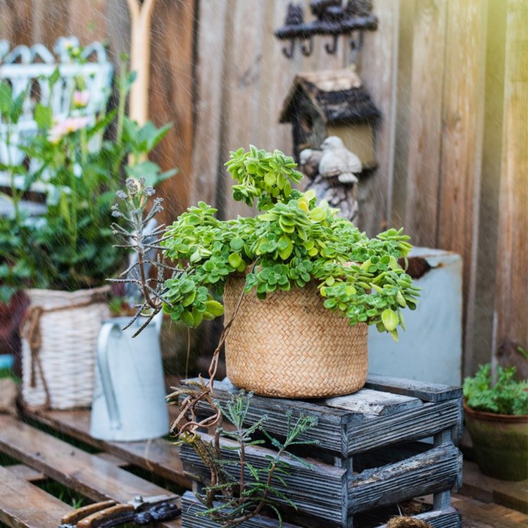 Straw basket style concrete planter with green succulents, natural tan woven pot on a crate on Tampa Home & Garden Store