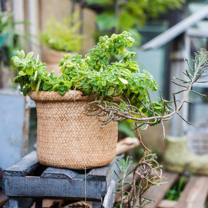 Straw basket style concrete planter with green succulents, woven texture RusticReach on Tampa Home & Garden Store