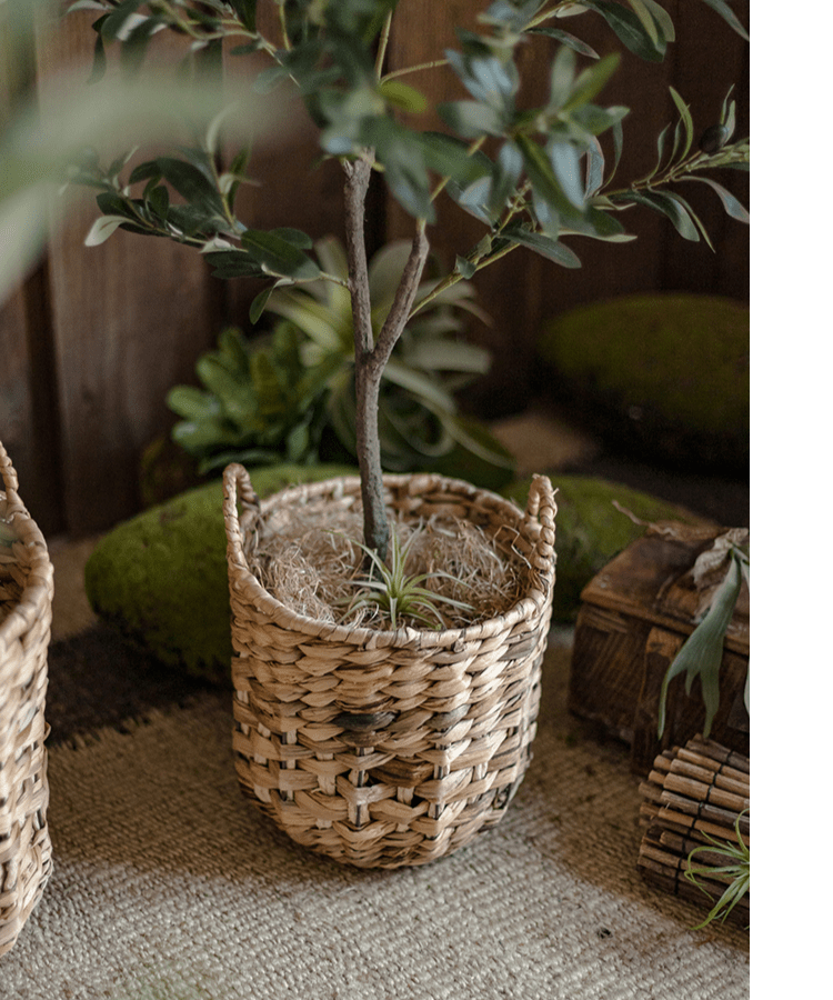 Natural straw round basket with handles housing a small leafy plant RusticReach on Tampa Home & Garden Store