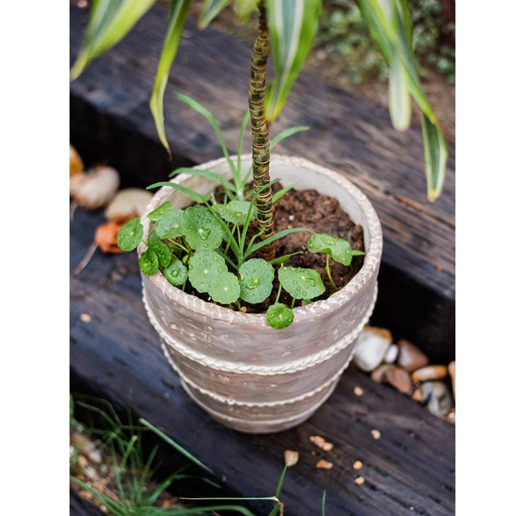 Tasha Red Terracotta Planter RusticReach ribbed pot with small plant and round lobed leaves on Tampa Home & Garden Store