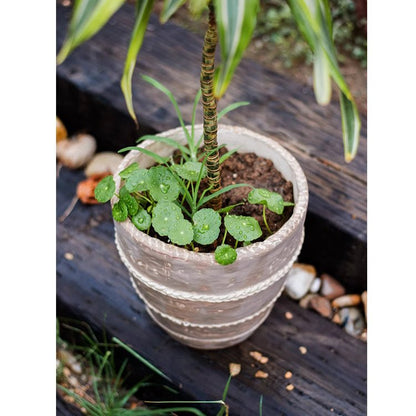 Tasha Red Terracotta Planter RusticReach ribbed pot with small plant and round lobed leaves on Tampa Home & Garden Store
