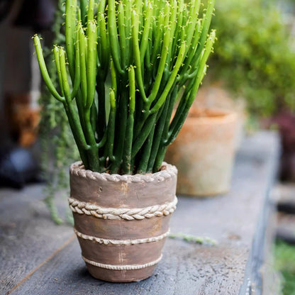 Tasha Red Terracotta Planter with braided rope trim holds a green stemmed plant RusticReach on Tampa Home & Garden Store