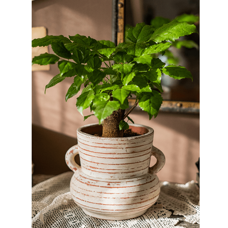 Terracotta Planter Vase with Handles by RusticReach, cream glaze with red stripes, green plant on Tampa Home & Garden Store