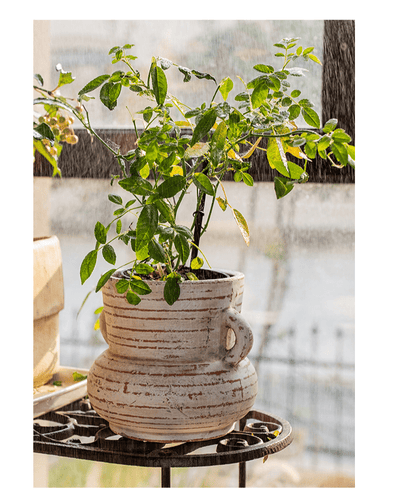 Terracotta Planter Vase with Handles by RusticReach, creamwashed with grooves and plant on Tampa Home & Garden Store