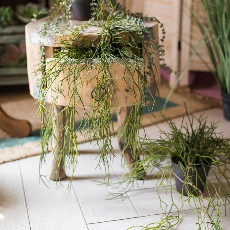 Artificial Faux Usnea Vine Stem 22-in long, RusticReach, wispy green draping from a planter on Tampa Home & Garden Store