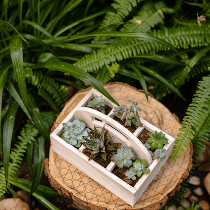 Wooden desktop organizer succulent planter with whitewashed finish and four compartments on Tampa Home & Garden Store
