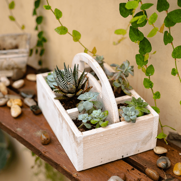 Wooden desktop organizer succulent planter with whitewashed finish and assorted succulents on Tampa Home & Garden Store