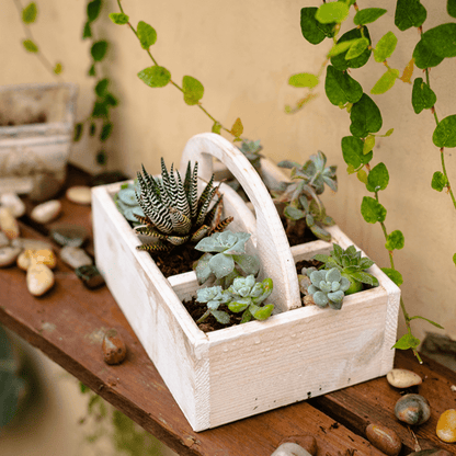 Wooden desktop organizer succulent planter with whitewashed finish and assorted succulents on Tampa Home & Garden Store