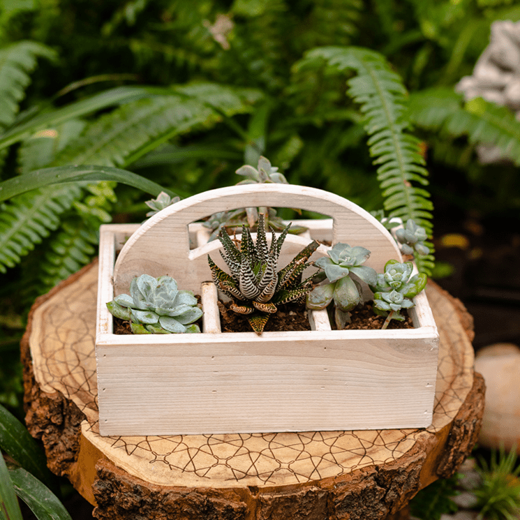 Wooden desktop organizer succulent planter with multiple succulents including zebra haworthia on Tampa Home & Garden Store