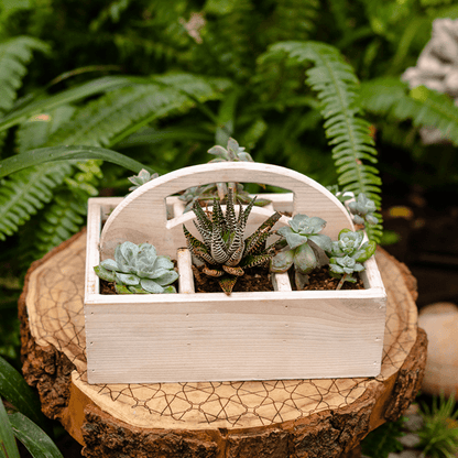 Wooden desktop organizer succulent planter with multiple succulents including zebra haworthia on Tampa Home & Garden Store