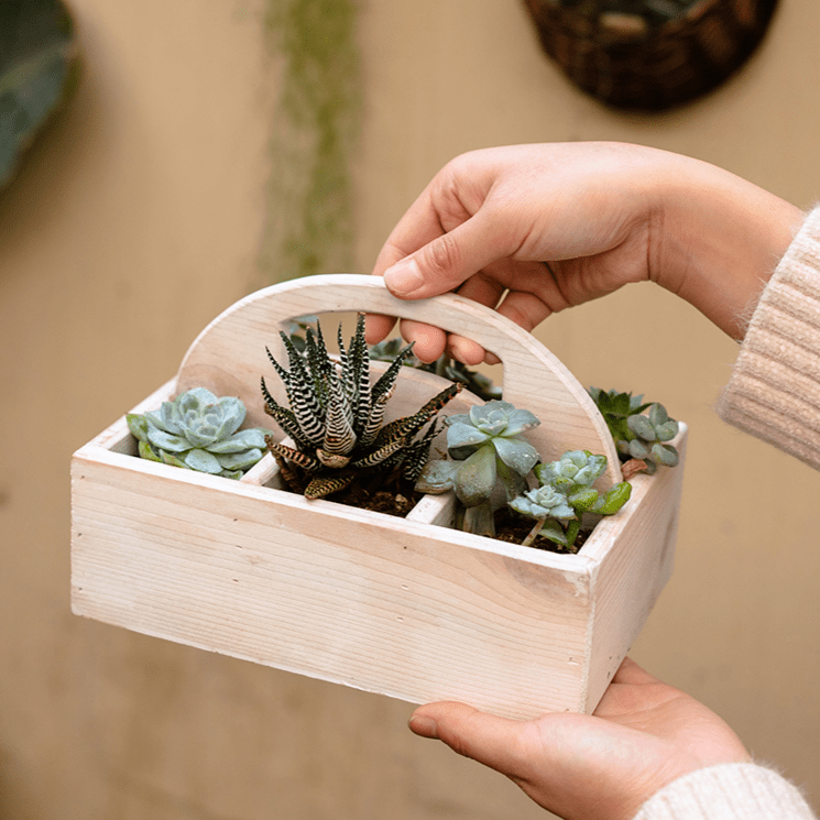 Wooden desktop organizer succulent planter with curved handle RusticReach on Tampa Home & Garden Store