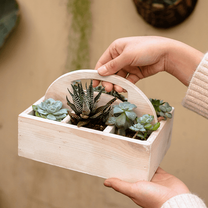 Wooden desktop organizer succulent planter with curved handle RusticReach on Tampa Home & Garden Store