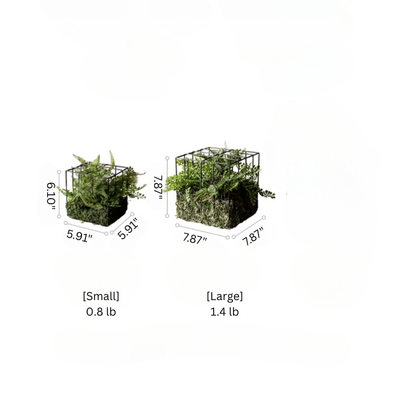 Woodland Cube Garden Accent small & large planters with metal frames and ferns RusticReach on Tampa Home & Garden Store