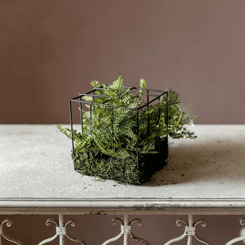 Woodland Cube Garden Accent, black metal cube planter with ferns and moss by RusticReach on Tampa Home & Garden Store