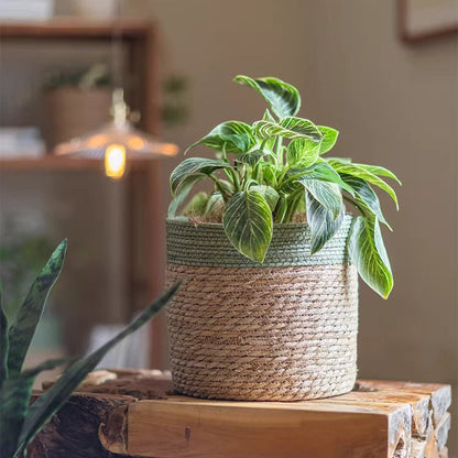 Woven basket with green rim holding a leafy plant, RusticReach on Tampa Home & Garden Store