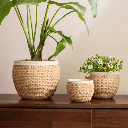 RusticReach woven rattan cement planter trio with white rims on wood, holding leafy pot plants on Tampa Home & Garden Store