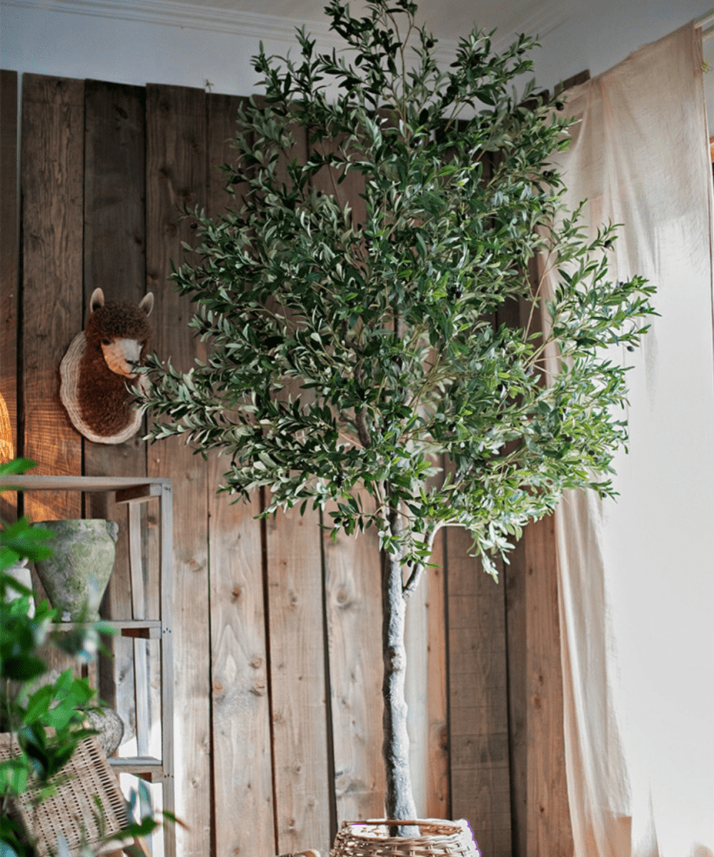 Extra Large Olive Tree artificial, 118in tall, RusticReach with woven basket base on Tampa Home & Garden Store