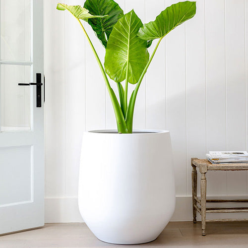 The Jitt Flared Planter | Unique Modern Statement Pot