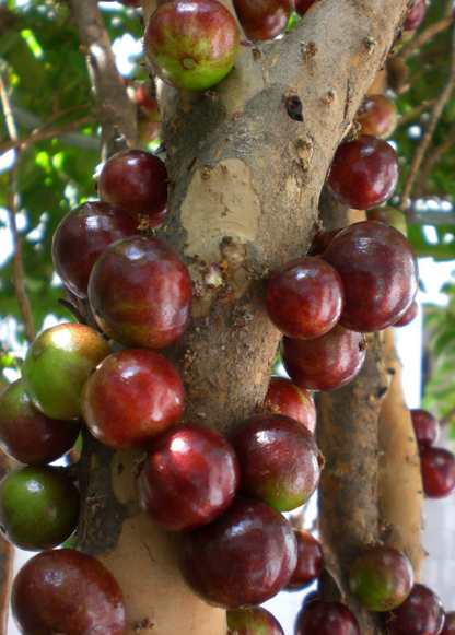 Jaboticaba, Red (Myrciaria Plinia cauliflora x aureana) - Tampa Home & Garden Store