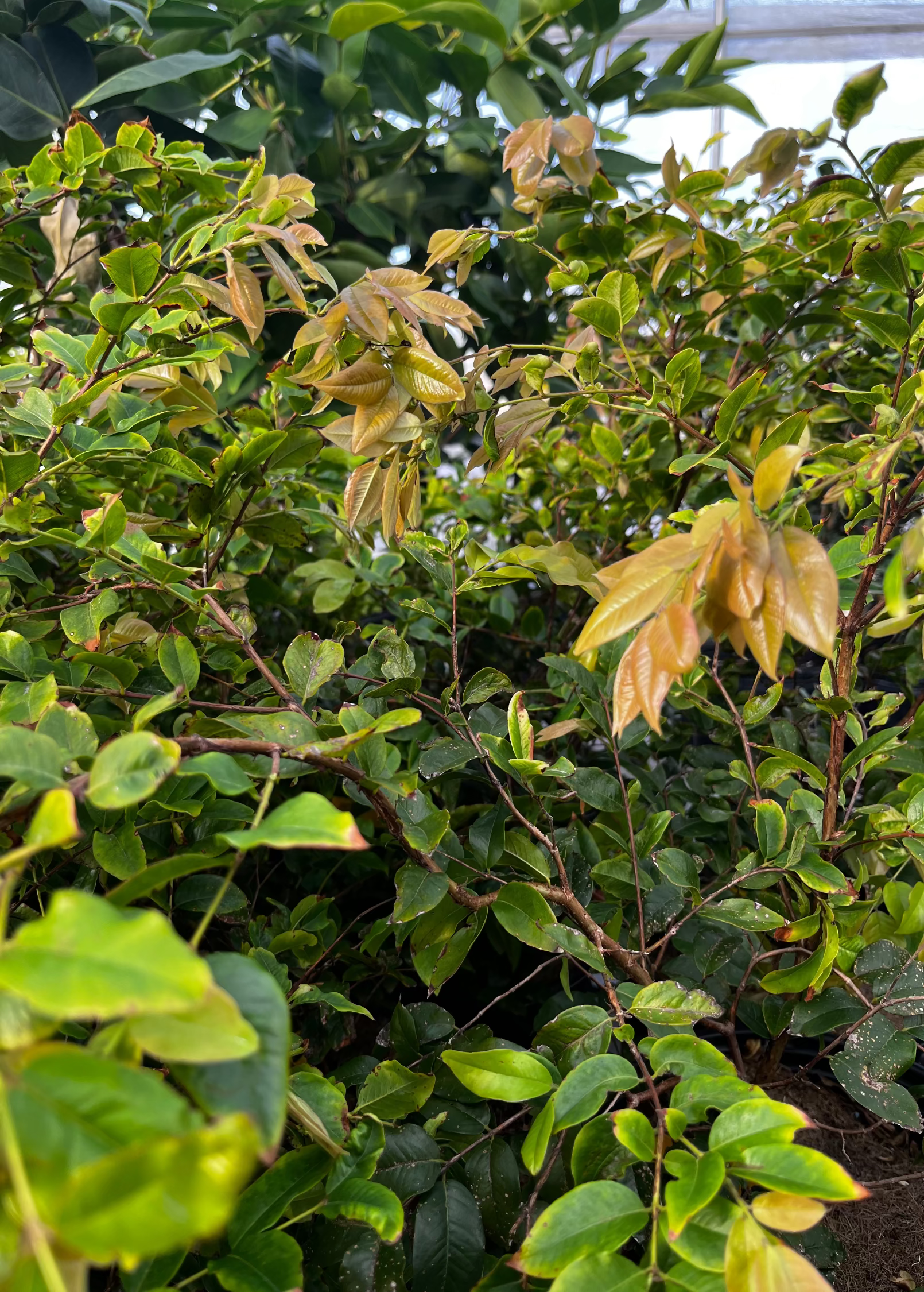 Jaboticaba, Red (Myrciaria Plinia cauliflora x aureana) - Tampa Home & Garden Store