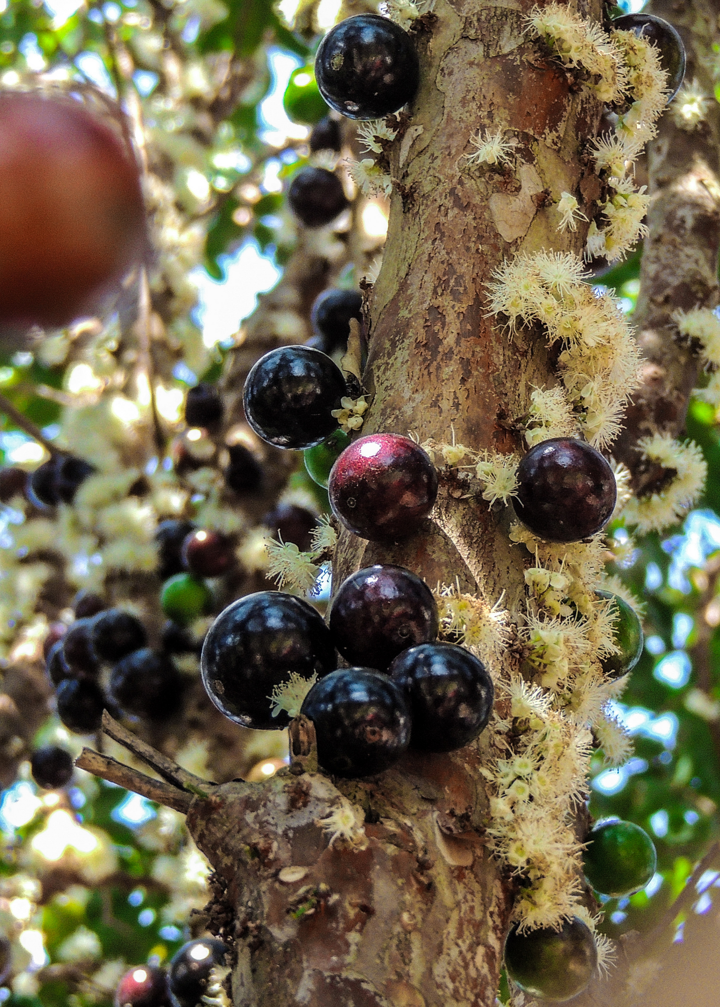 Jabuticaba (Plinia cauliflora) - Tampa Home & Garden Store