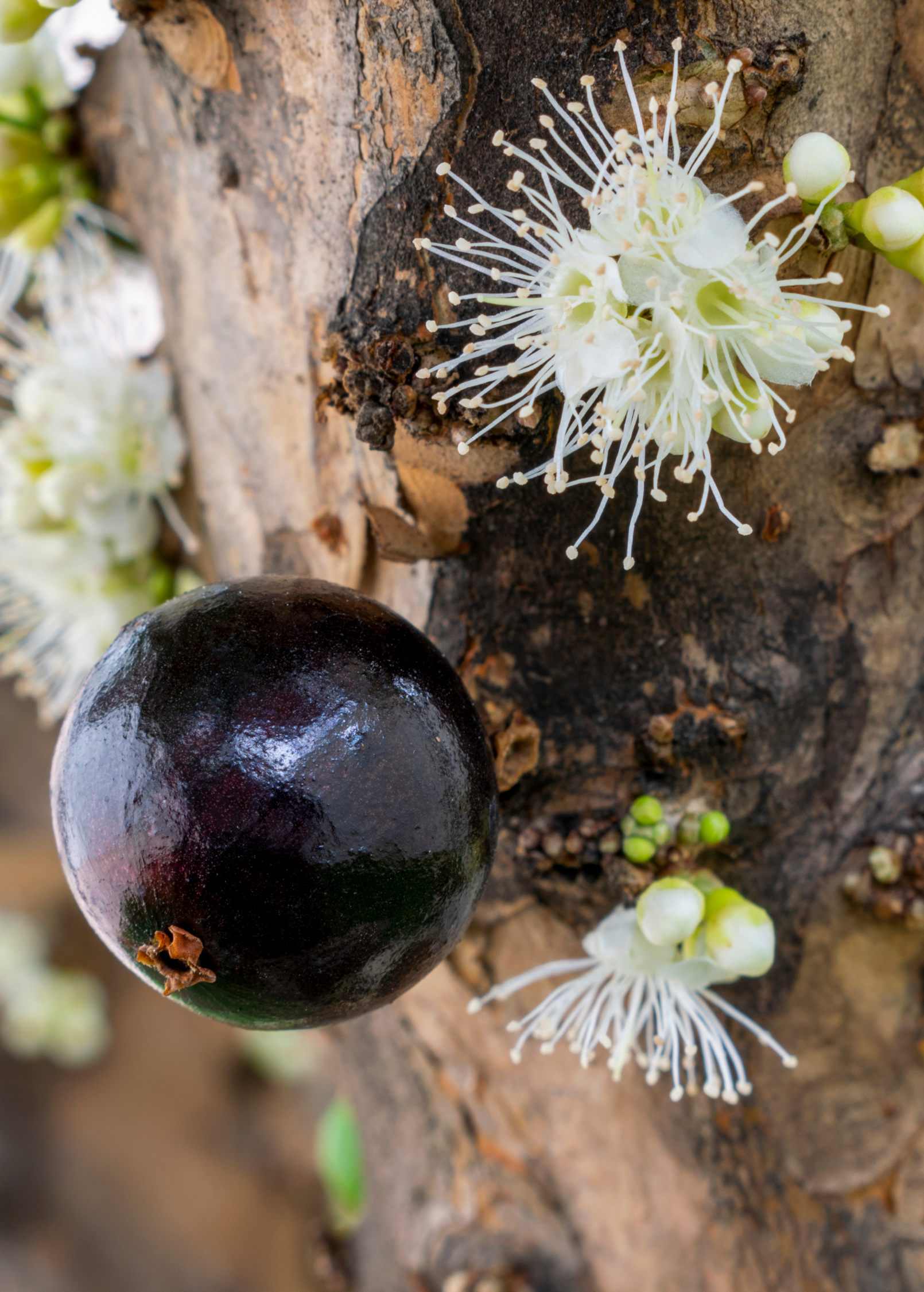 Jabuticaba (Plinia cauliflora) - Tampa Home & Garden Store