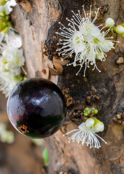 Jabuticaba (Plinia cauliflora) - Tampa Home & Garden Store