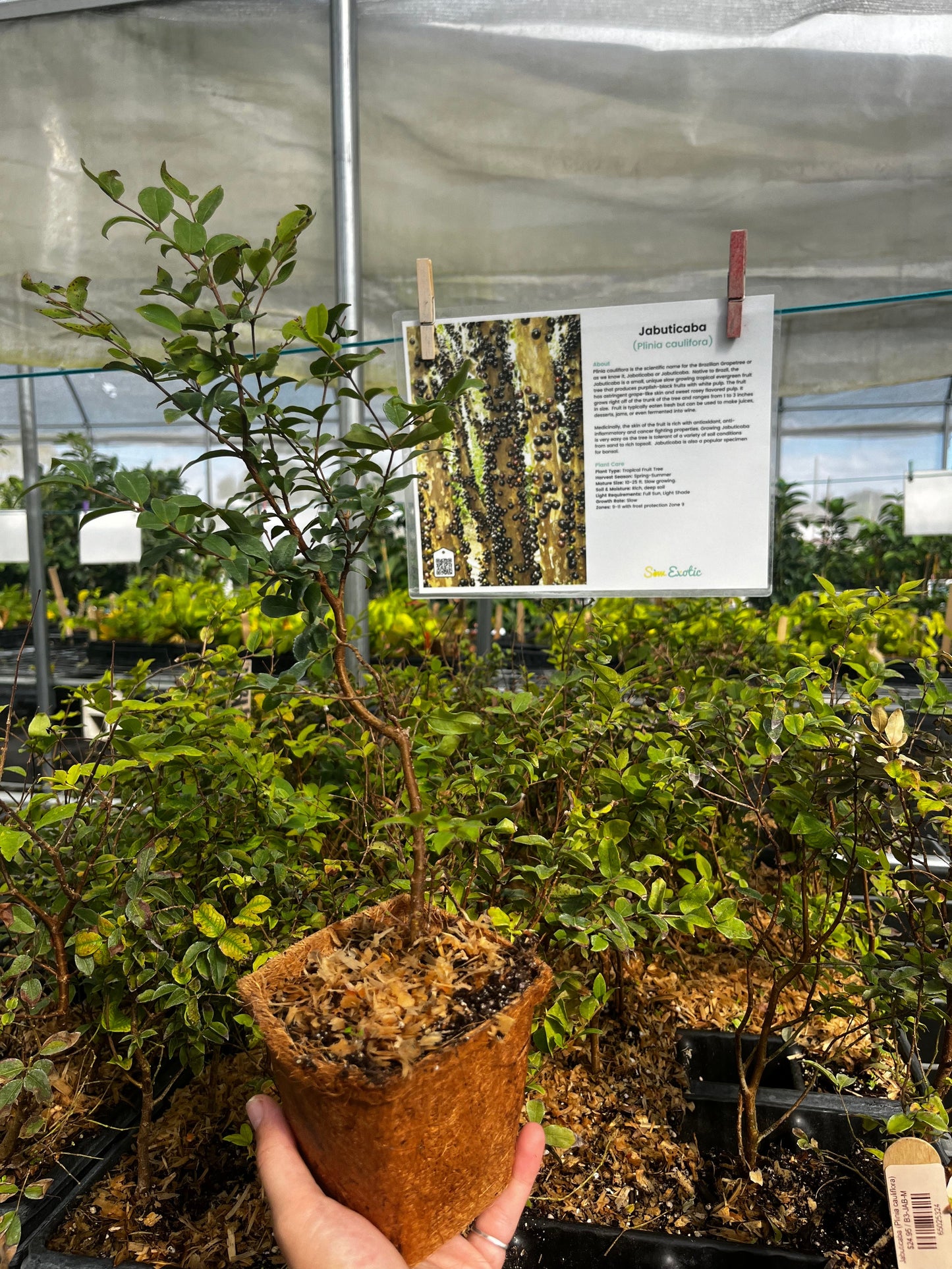 Jabuticaba (Plinia cauliflora) - Tampa Home & Garden Store