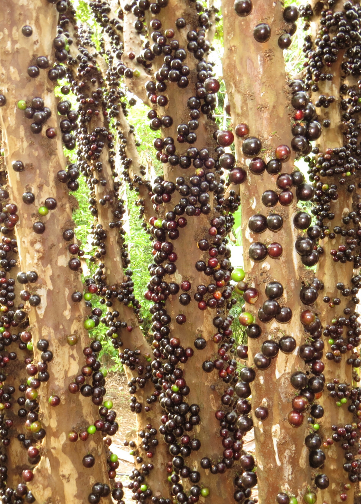 Jabuticaba (Plinia cauliflora) - Tampa Home & Garden Store