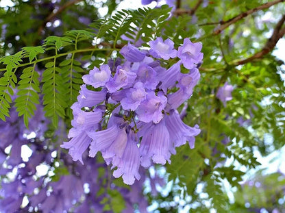Jacaranda Mimosifolia - 100 Seeds - Tampa Home & Garden Store