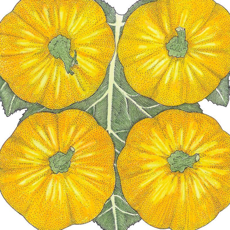 Jack Be Little Pumpkin Seeds (Organic) - Tampa Home & Garden Store