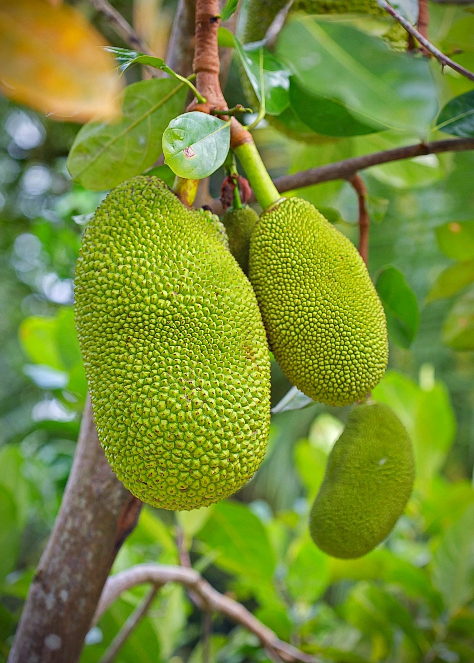 Jackfruit Seedling (Artocarpus heterophyllus) - Tampa Home & Garden Store