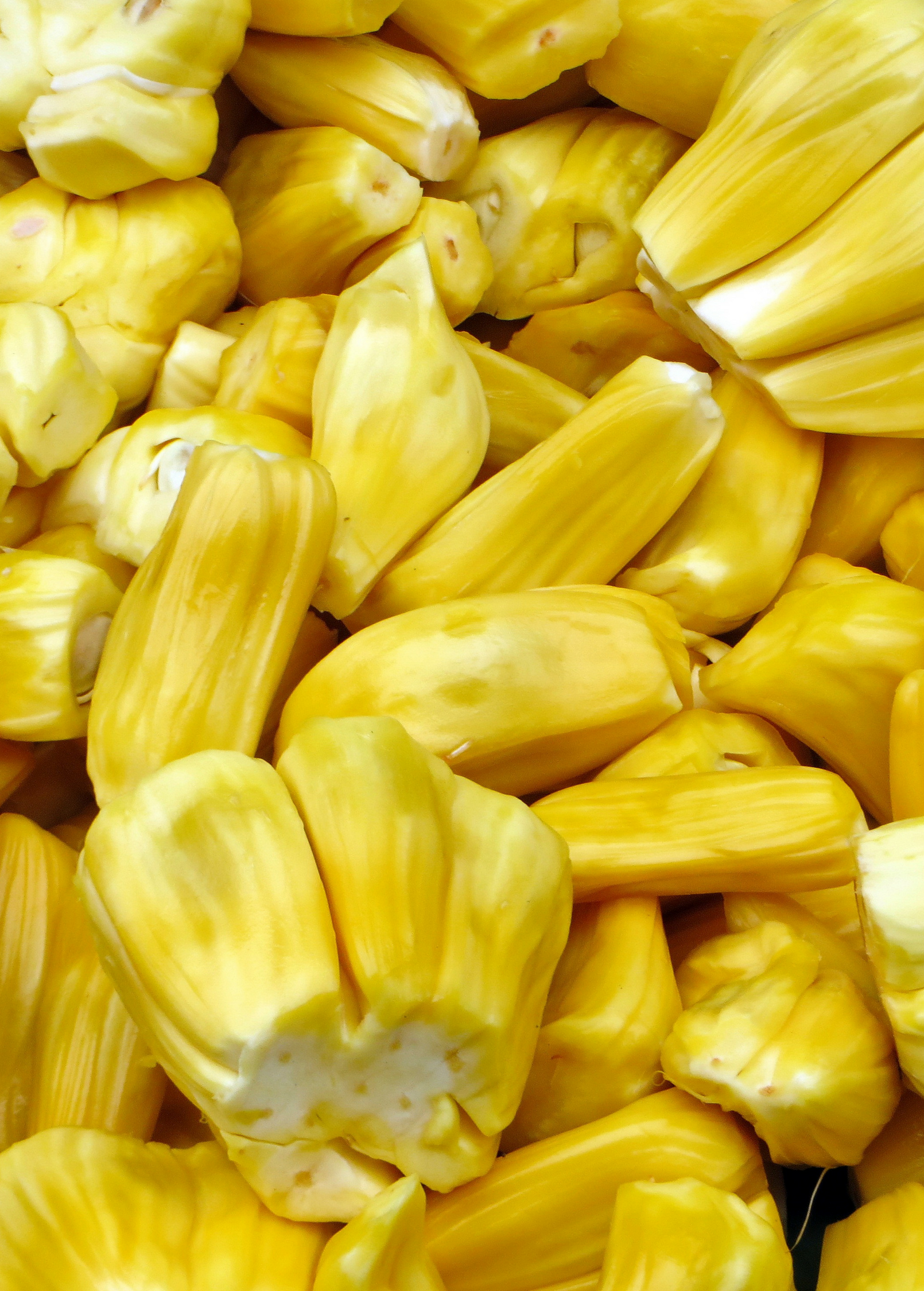 Jackfruit Seedling (Artocarpus heterophyllus) - Tampa Home & Garden Store