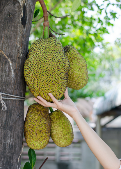 Jackfruit Seedling (Artocarpus heterophyllus) - Tampa Home & Garden Store