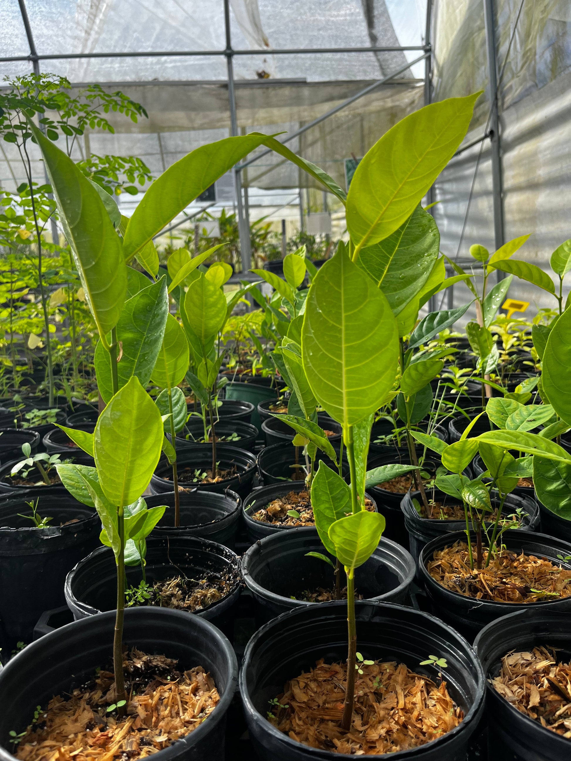 Jackfruit Seedling (Artocarpus heterophyllus) - Tampa Home & Garden Store