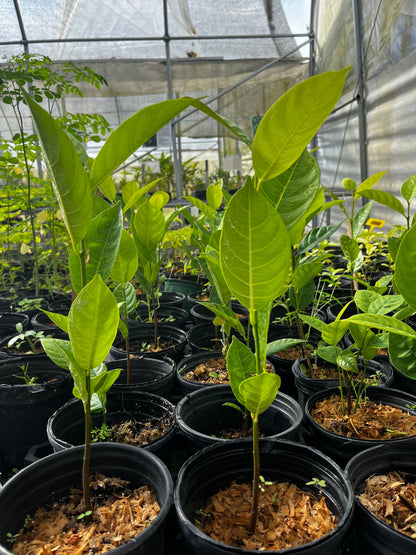 Jackfruit Seedling (Artocarpus heterophyllus) - Tampa Home & Garden Store