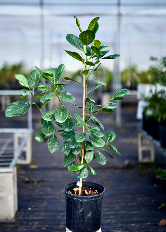 Jackfruit Tree 'Golden Nugget' (Artocarpus heterophyllus)