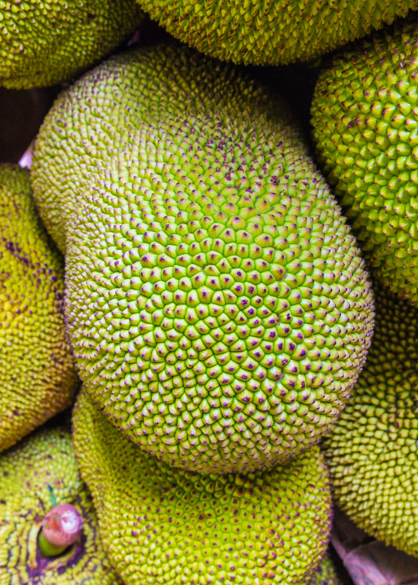 Jackfruit Tree ‘Orange Crush’ (Artocarpus heterophyllus)