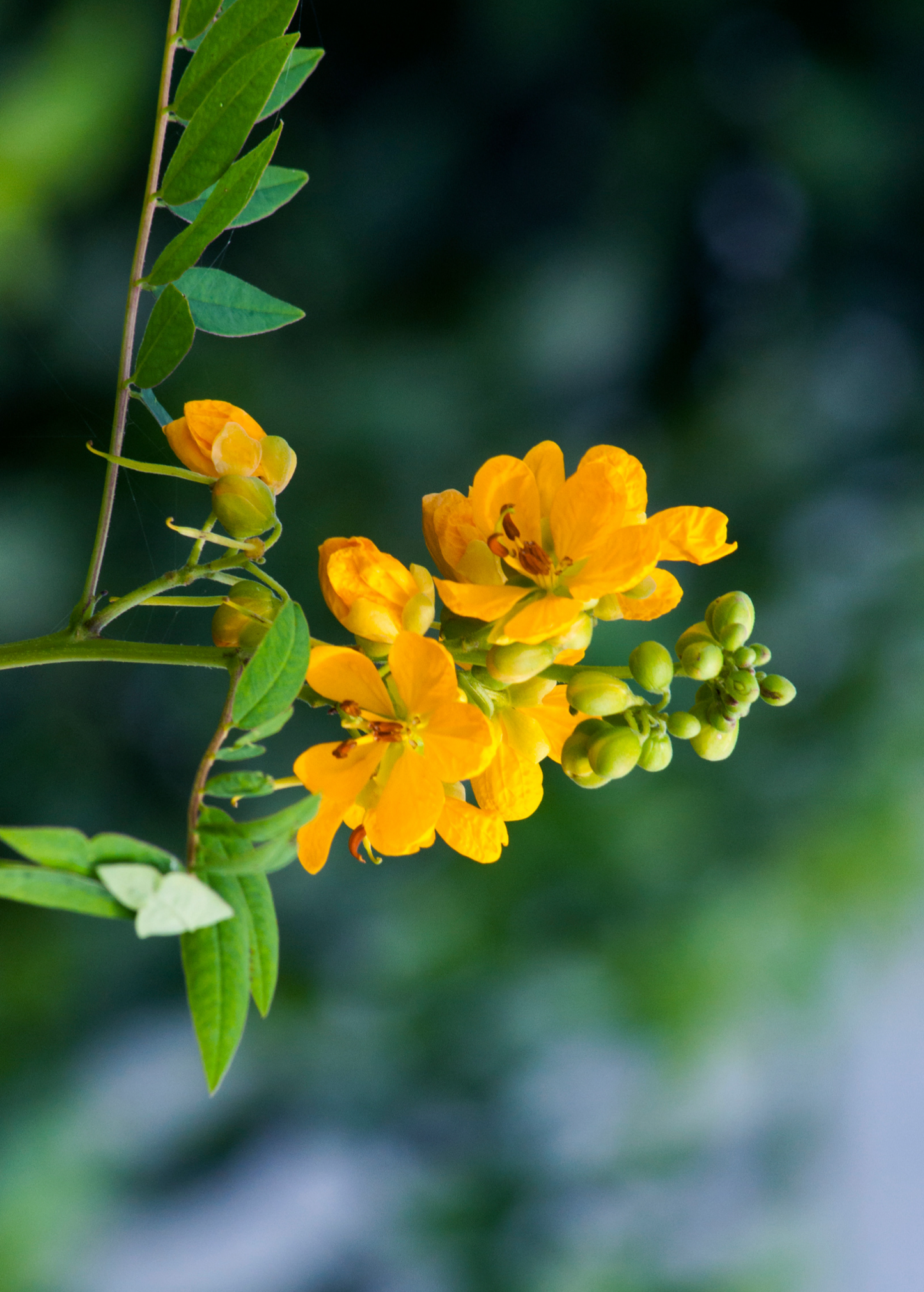Jamaican Dandelion (Senna occidentalis) - Tampa Home & Garden Store