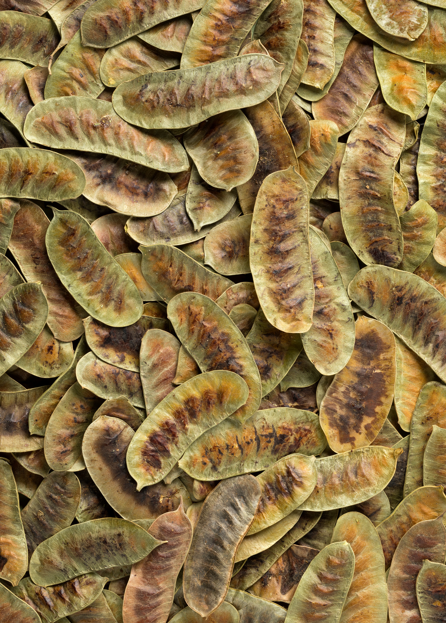 Jamaican Dandelion (Senna occidentalis) - Tampa Home & Garden Store