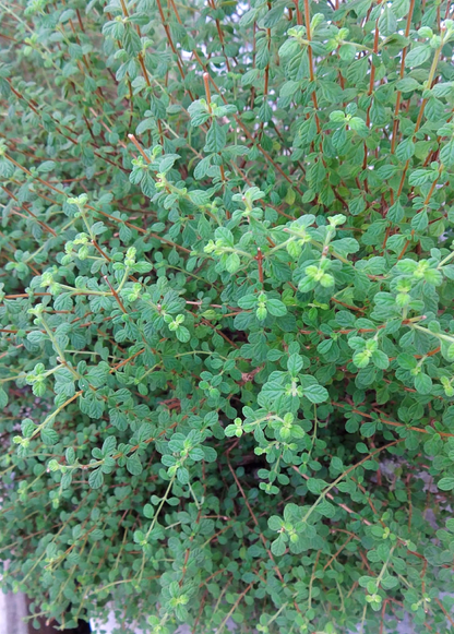Jamaican Oregano (Lippia micromera) - Tampa Home & Garden Store